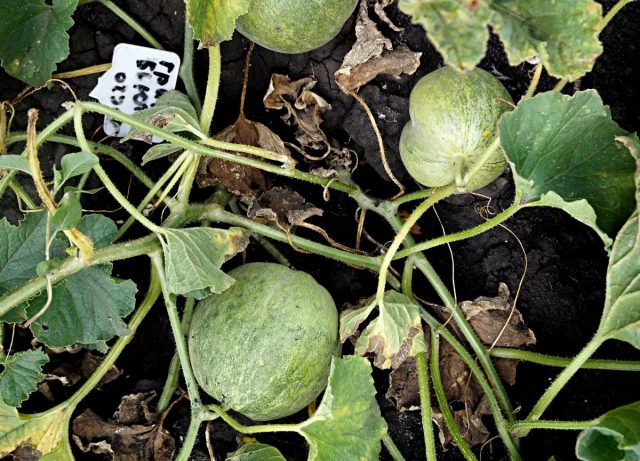Огурдыня (Cucumis melo), сорт «Грин Бьюти» Огурдыня (Cucumis melo), сорт «Грин Бьюти»