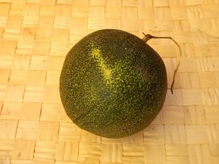 Огурдыня (Cucumis melo), сорт «Мечта Лентяя» Огурдыня (Cucumis melo), сорт «Мечта Лентяя»