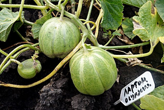 Огурдыня (Cucumis melo), сорт «Лартон» Огурдыня (Cucumis melo), сорт «Лартон»