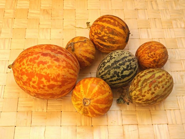 Огурдыня (Cucumis melo), сорт «Королева Анна» Огурдыня (Cucumis melo), сорт «Королева Анна»