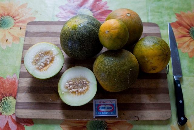 Огурдыня (Cucumis melo), сорт «Мечта Лентяя» Огурдыня (Cucumis melo), сорт «Мечта Лентяя»