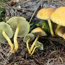 Ложноопёнок серно-жёлтый (Hypholoma fasciculare) Ложноопёнок серно-жёлтый (Hypholoma fasciculare)