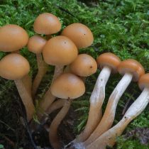 Геллерина окаймлённая (Galerina marginata) Геллерина окаймлённая (Galerina marginata)