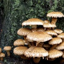 Чешуйчатка чешуйчатая (Pholiota squarrosa) Чешуйчатка чешуйчатая (Pholiota squarrosa)