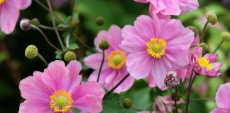 Осенние анемоны — трогательное украшение цветников конца сезона