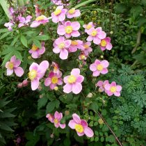 Анемона войлочная (Anemone tomentosa) Анемона войлочная (Anemone tomentosa)