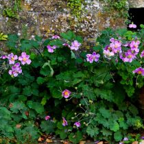 Анемона винограднолистная (Anemone vitifolia) Анемона винограднолистная (Anemone vitifolia)