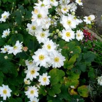 Анемона японская (Anemone japonica) Анемона японская (Anemone japonica)