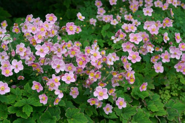 Анемона хубэйская (Anemone hupehensis) Анемона хубэйская (Anemone hupehensis)
