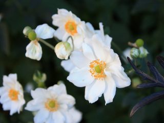 Анемона (Anemone), сорт «Вэлвинд» (Whirlwind) Анемона (Anemone), сорт «Вэлвинд» (Whirlwind)
