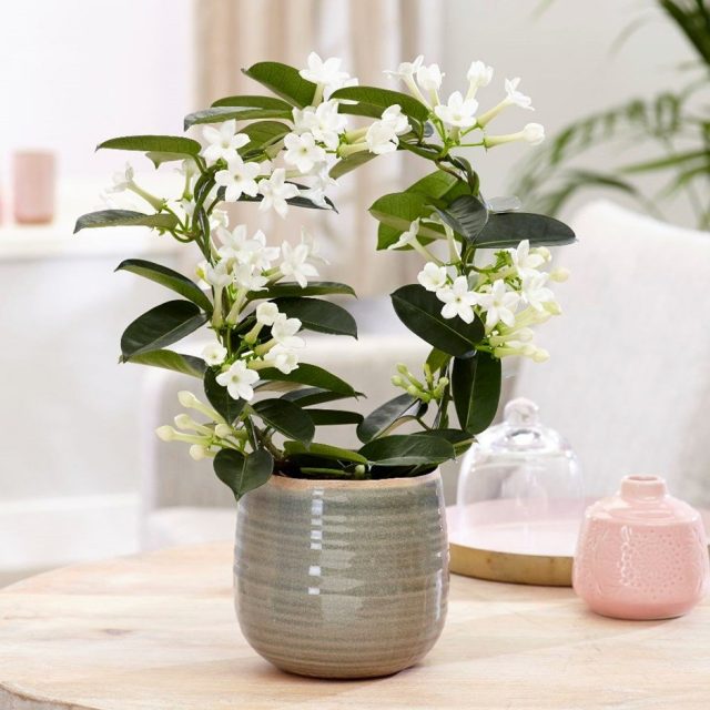 Стефанотис (Stephanotis) любит стабильный режим содержания Стефанотис (Stephanotis) любит стабильный режим содержания