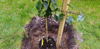 Покупка саженцев — как защитить себя от обмана и разочарования?