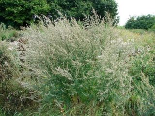 Полынь обыкновенная (Artemisia vulgaris) Полынь обыкновенная (Artemisia vulgaris)