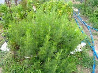 Полынь лечебная (Artemisia abrotanum) 