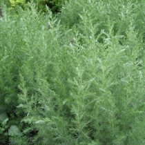 Полынь понтийская (Artemisia pontica) Полынь понтийская (Artemisia pontica)
