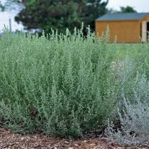 Полынь Людовика (Artemisia ludoviciana) 