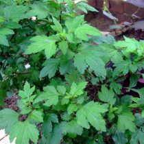 Полынь молочноцветковая (Artemisia lactiflora) Полынь молочноцветковая (Artemisia lactiflora)