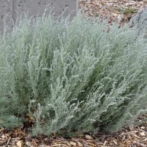 Полынь холодная (Artemisia frigida) Полынь холодная (Artemisia frigida)