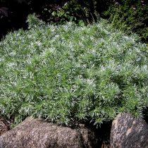 Полынь Шмидта (Artemisia schmidtiana) Полынь Шмидта (Artemisia schmidtiana)
