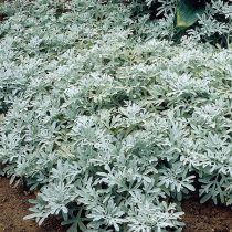 Полынь Стеллера (Artemisia stelleriana) Полынь Стеллера (Artemisia stelleriana)