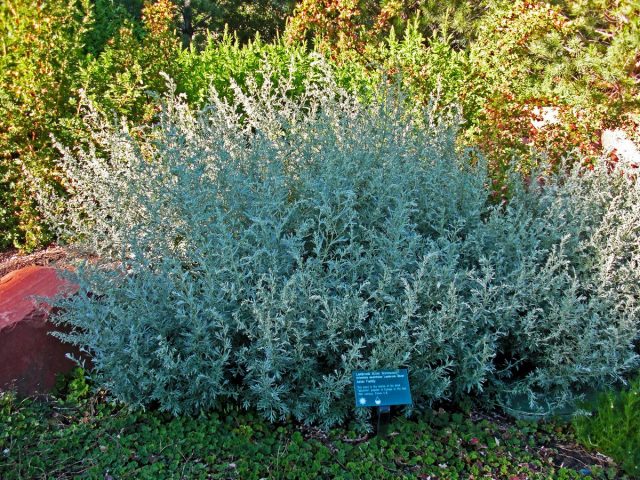 Полынь горькая (Artemisia absinthium) Полынь горькая (Artemisia absinthium)
