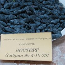 Жимолость «Восторг» Жимолость «Восторг»