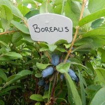 Жимолость «Борелис» (Borealis) Жимолость «Борелис» (Borealis)