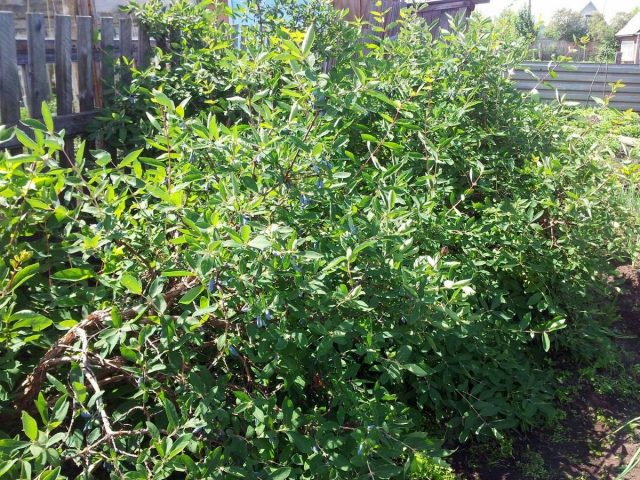Жимолость (Lonicera) Жимолость (Lonicera)