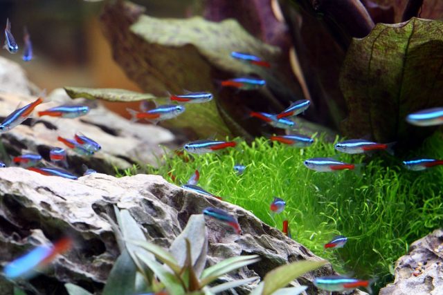 10 лучших аквариумных рыбок для начинающих