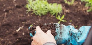 10 неочевидных проблем почвы, снижающих урожай на вашем участке