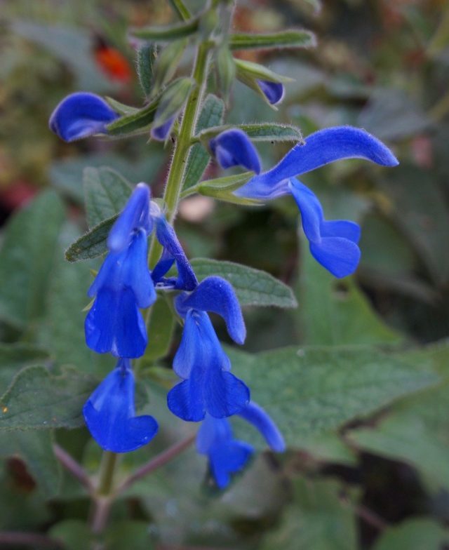 Сальвия отклоненная (Salvia patens), сорт «Дип Блю» (Deep Blue) Сальвия отклоненная (Salvia patens), сорт «Дип Блю» (Deep Blue)