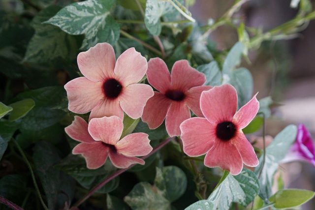 Тунбергия (Thunbergia), сорт «Африкан Сансет» (African Sunset) Тунбергия (Thunbergia), сорт «Африкан Сансет» (African Sunset)