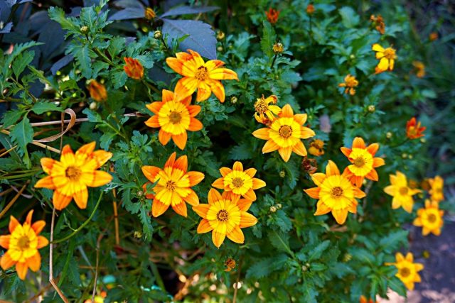Биденс, или Череда ферулелистная (Bidens ferulifolia), сорт 'Bidy Boom Fireside' Биденс, или Череда ферулелистная (Bidens ferulifolia), сорт 'Bidy Boom Fireside'