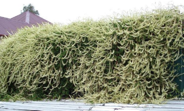 Анредера сердцелистная (Anredera cordifolia) Анредера сердцелистная (Anredera cordifolia)