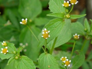 Галинзога мелкоцветковая (Galinsoga parviflora) Галинзога мелкоцветковая (Galinsoga parviflora)