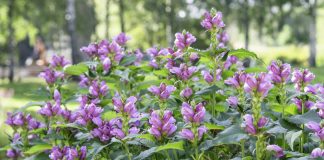 Хелоне — редкая звезда осеннего цветника - Цветник и ландшафт Хелоне — редкая звезда осеннего цветника