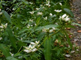 Хелоне голая (гладкая) (Chelone glabra) Хелоне голая (гладкая) (Chelone glabra)