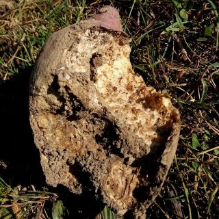 Самые главные конкуренты в борьбе за клубни батата — мыши Самые главные конкуренты в борьбе за клубни батата — мыши