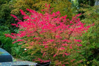 Бересклет европейский (Euonymus europaeus) Бересклет европейский (Euonymus europaeus)