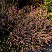 Вереск обыкновенный (Calluna vulgaris) Вереск обыкновенный (Calluna vulgaris)
