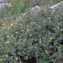 Лапчатка, или пятилисточник кустарниковый (Dasiphora fruticosa) Лапчатка, или пятилисточник кустарниковый (Dasiphora fruticosa)