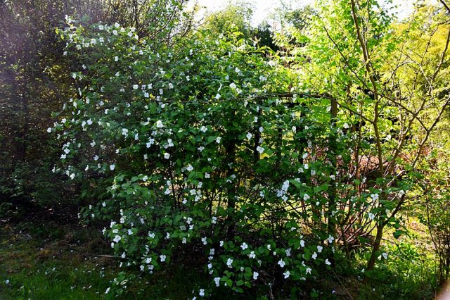 Розовик керриевидный (Rhodotypos scandens) Розовик керриевидный (Rhodotypos scandens)