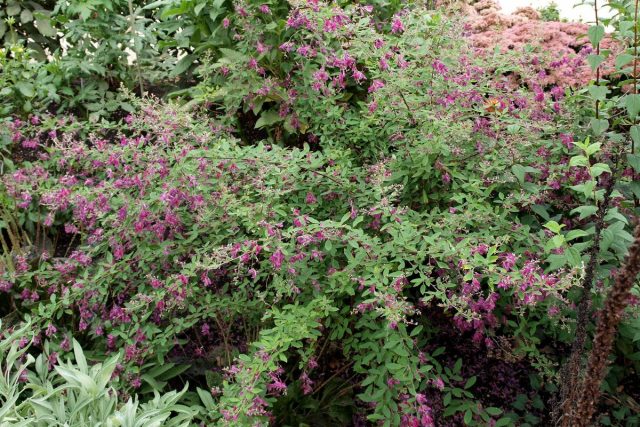 Леспедеца двухцветная (Lespedeza bicolor) Леспедеца двухцветная (Lespedeza bicolor)