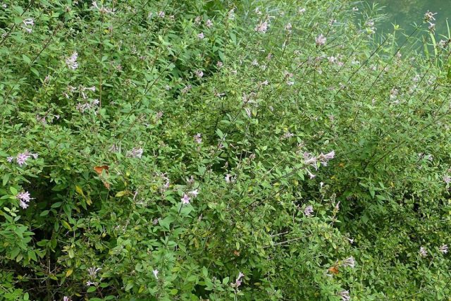 Лептодермис продолговатый, или карликовая гималайская сирень (Leptodermis oblonga) Лептодермис продолговатый, или карликовая гималайская сирень (Leptodermis oblonga)