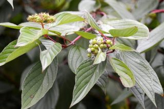 Дерен белый (Cornus alba). © Ulli J. Дерен белый (Cornus alba). © Ulli J.