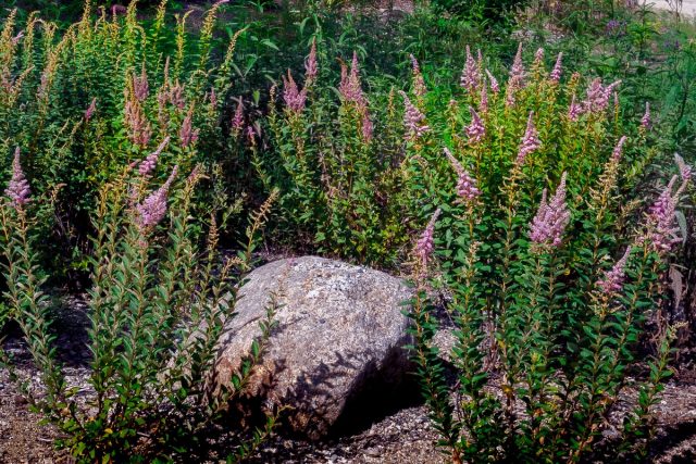 Спирея войлочная (Spiraea tomentosa) Спирея войлочная (Spiraea tomentosa)