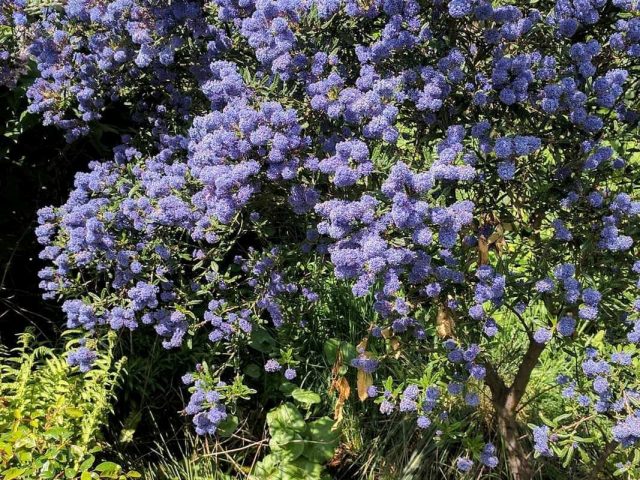 Цеанотус, или краснокоренник американский (Ceanothus americanus) Цеанотус, или краснокоренник американский (Ceanothus americanus)