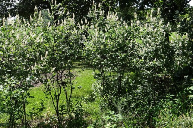 Клетра (Clethra alnifolia), сорт «Септембер Бьюти» (September Beauty) Клетра (Clethra alnifolia), сорт «Септембер Бьюти» (September Beauty)
