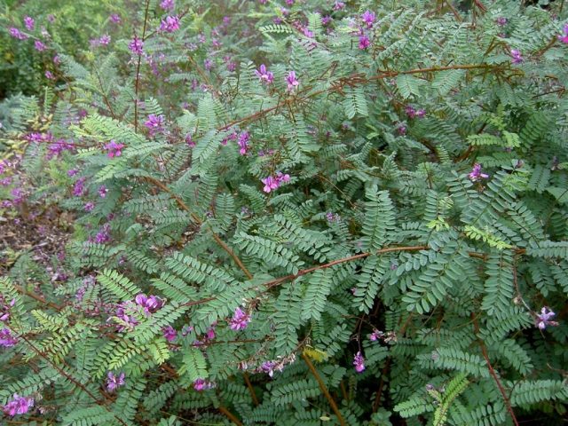 Индигофера (Indigofera heterantha) Индигофера (Indigofera heterantha)