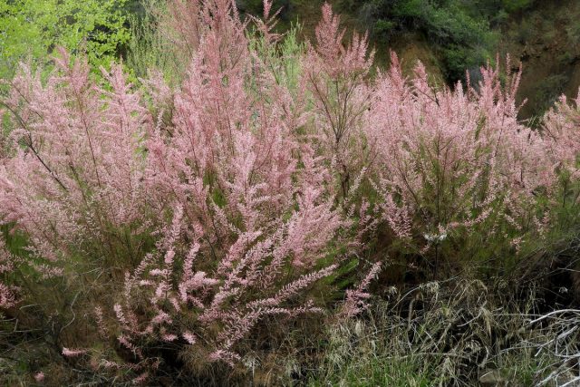 Тамарикс ветвистый (Tamarix ramosissima) Тамарикс ветвистый (Tamarix ramosissima)
